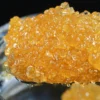 botanical gardens wax